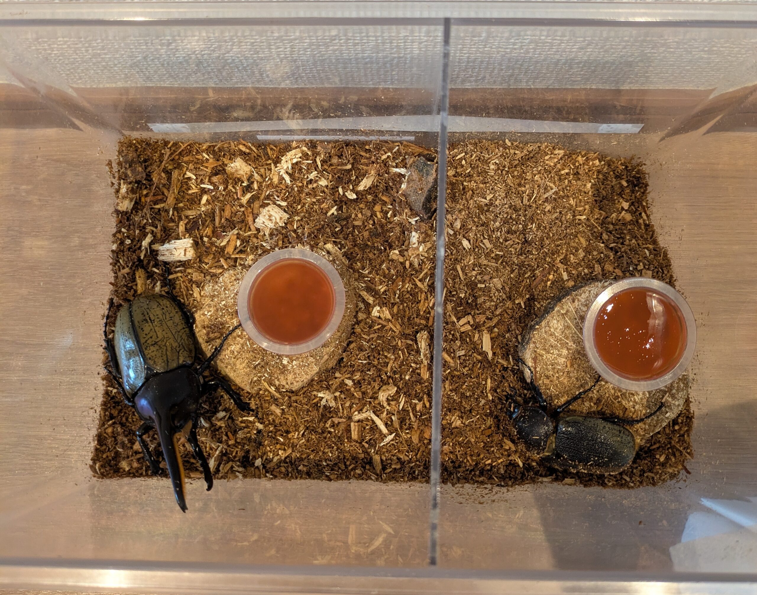 ヘラクレスオオカブトのヘラとクレ