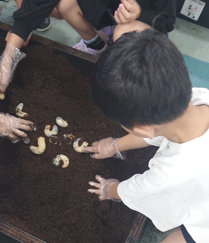 子どもが幼虫にふれあっている様子