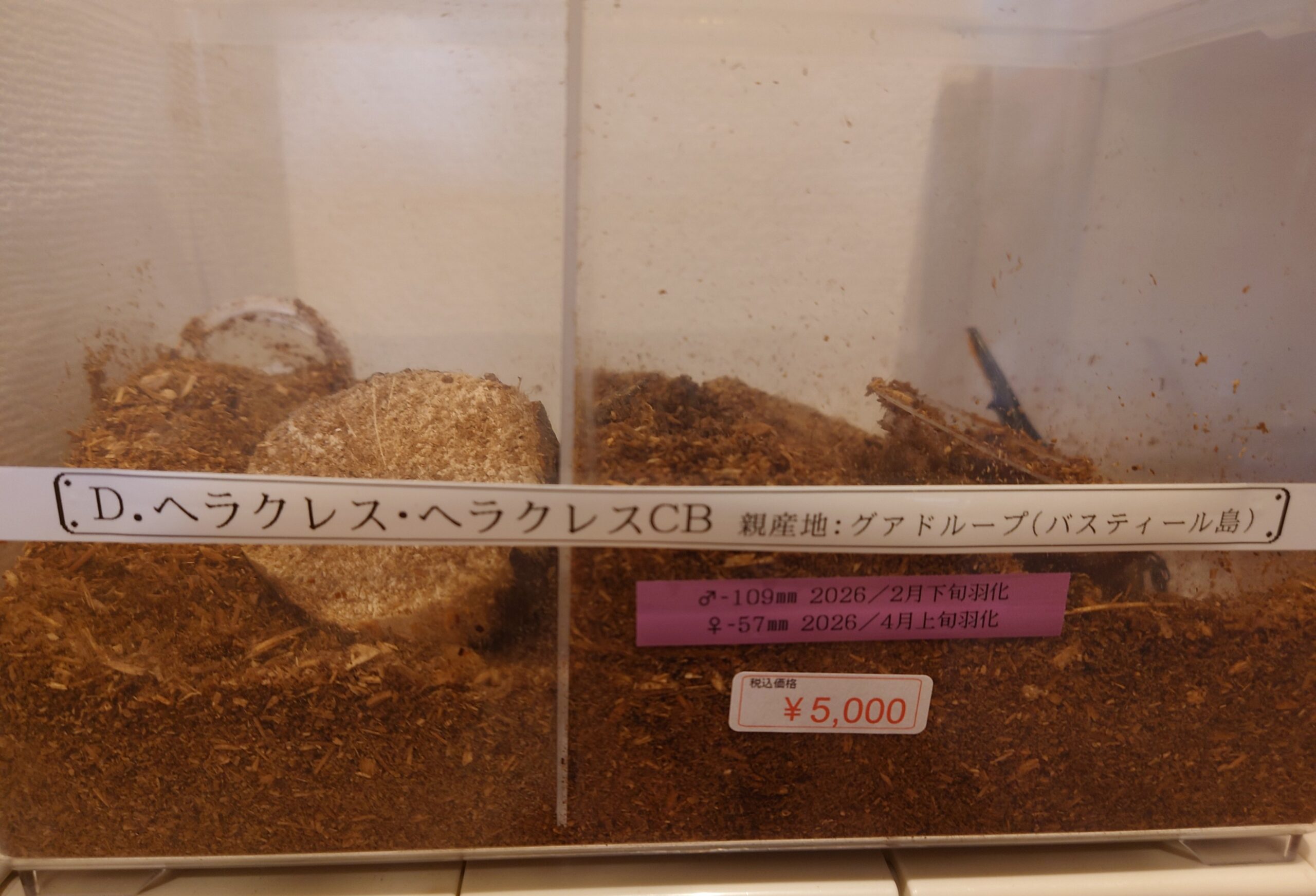 ヘラクレスオオカブトの値札・購入時の様子