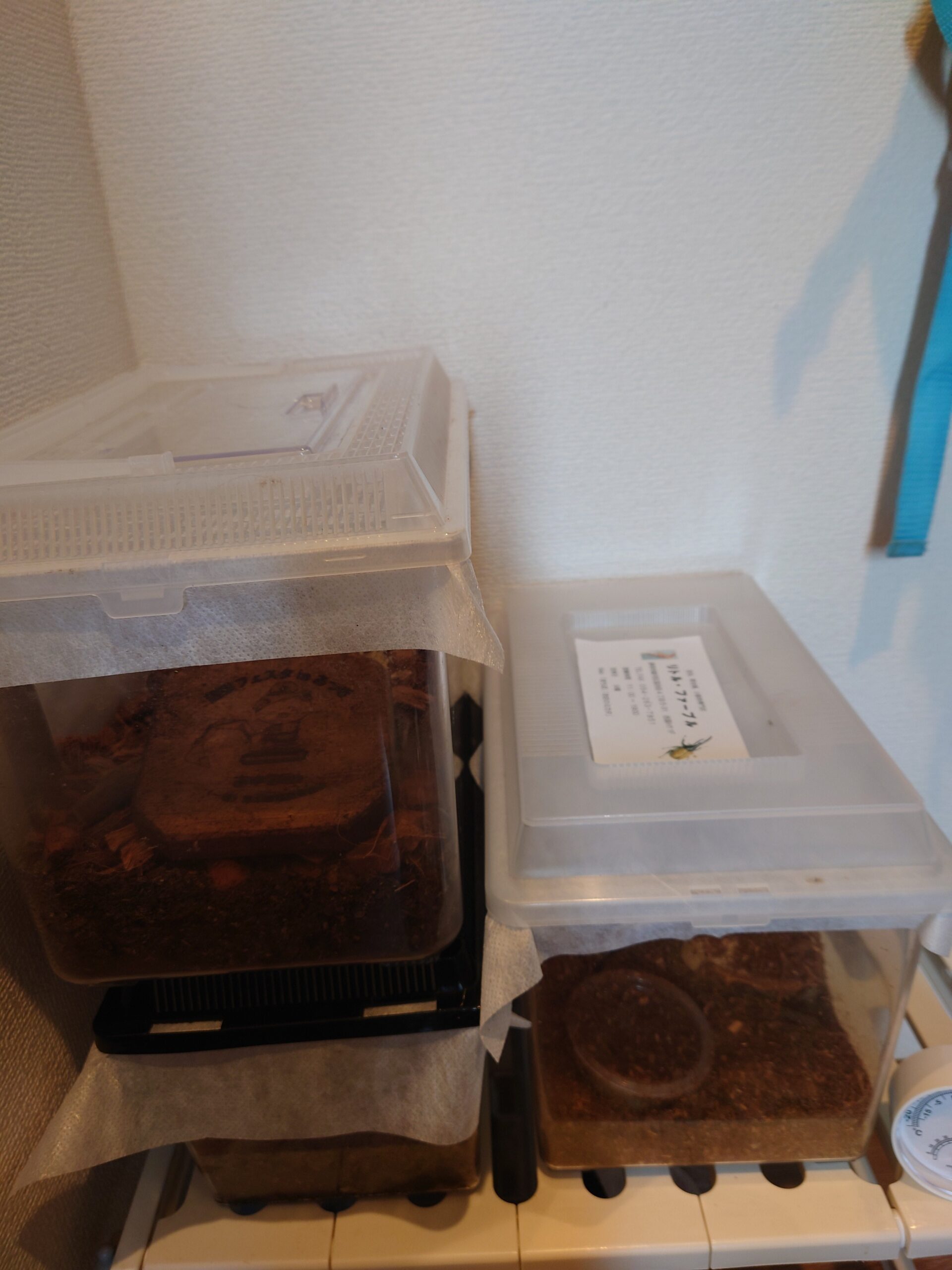 セットアップ完成後のヘラクレスオオカブトのケース
